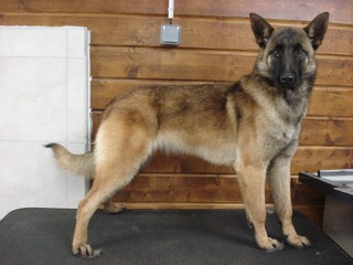 Haika (Sans Affixe)
