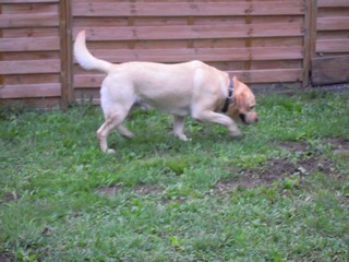 Cooper De la sauvagette